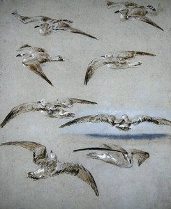 Seven Seagulls (blyant, wc og kropsfarve på papir) af Clarkson Frederick Stanfield